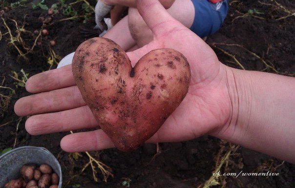 Вот так должны выглядеть овощи, выращенные с любовь!