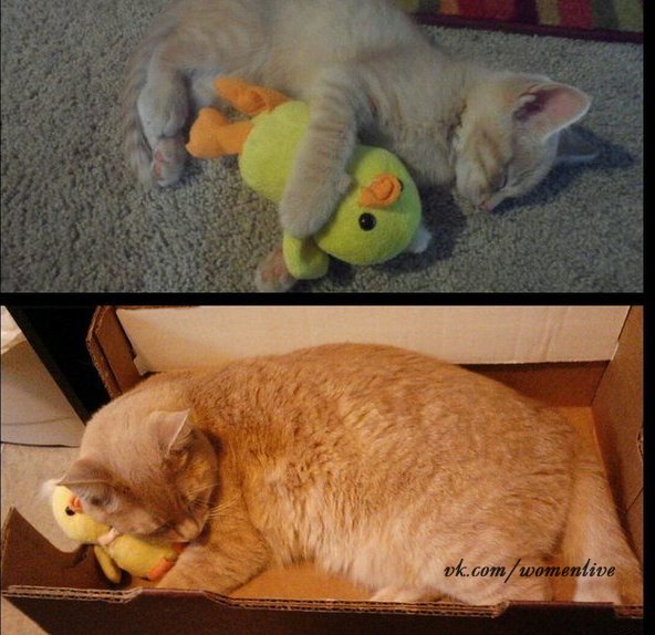 Кот вырос,а любимая игрушка осталась любимой.