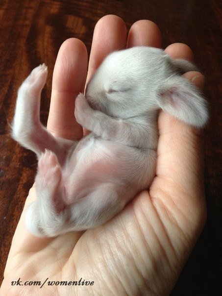 Новорожденный кролик