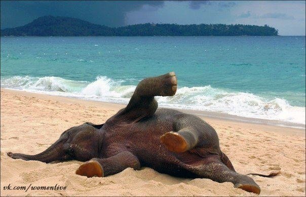 Игривый слон на пляже Таиланда