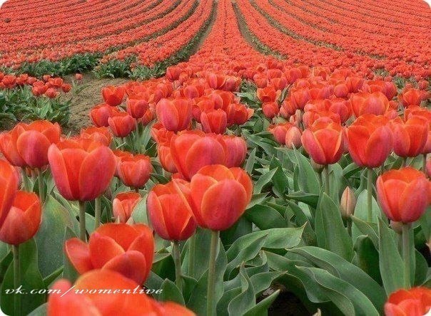 Поле тюльпанов в Амстердаме, Нидерланды