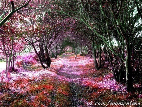 Фантастический лес Кантабрии, Испания
