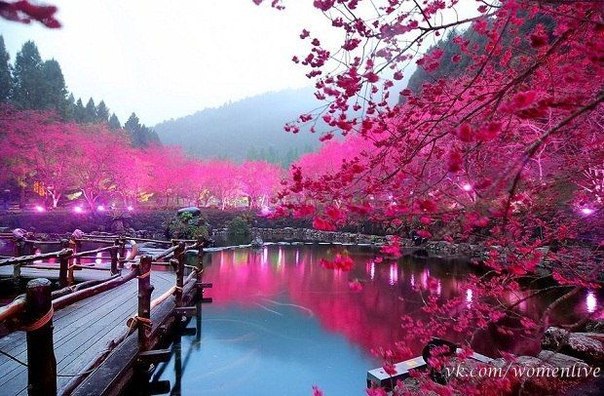 Вишневый сад вокруг озера, Япония.