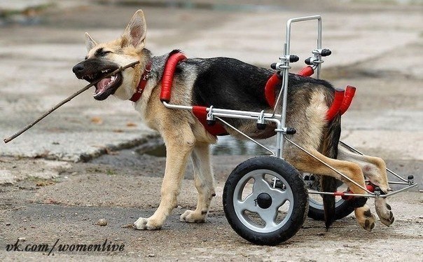 Жизнерадостный щенок-инвалид