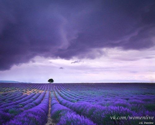 Лавандовые поля, Франция.