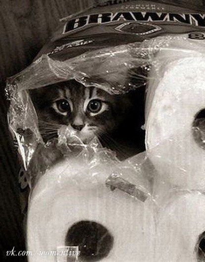 Коты прячутся