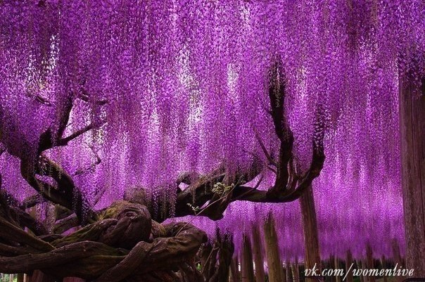 Дерево в парке цветов Асикага, Точиги, Остров Хонсю, Япония.
