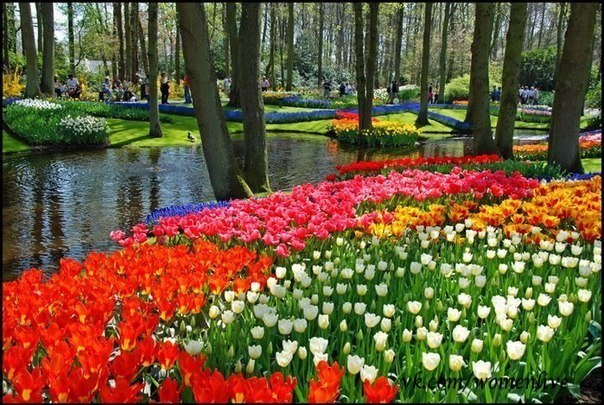 Сад тюльпанов.
