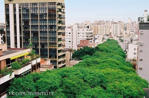 В бразильском городке Порту-Алегри есть красивая улица Руа-Гонсалу-де-Карвальо, которая полностью укутана деревьями.