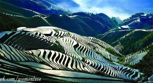 Рисовые поля в Китае.
