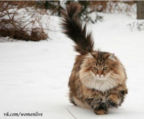 Норвежская лесная кошка. Ну красавица же