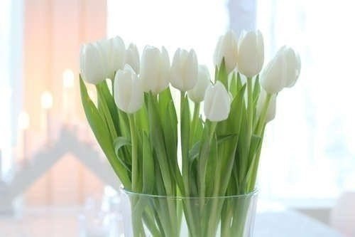 Тюльпан – цветок любви :)