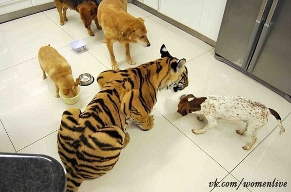 Хотите такого домашнего котика как бенгальский тигренок Enzo?)