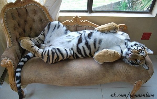 Хотите такого домашнего котика как бенгальский тигренок Enzo?)