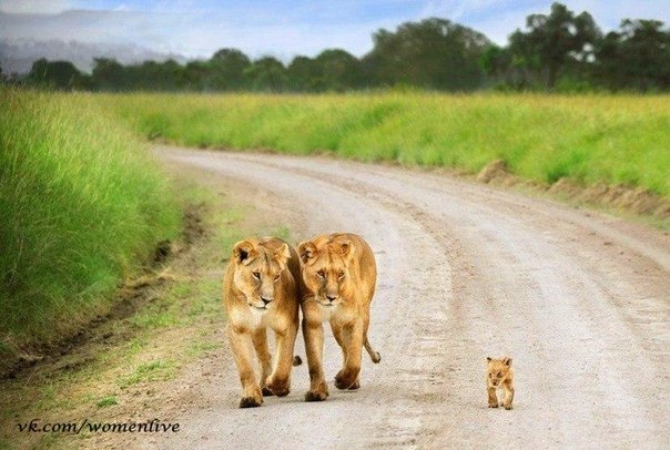 Семья львов прогуливается по Национальном парке Микуми, Танзания