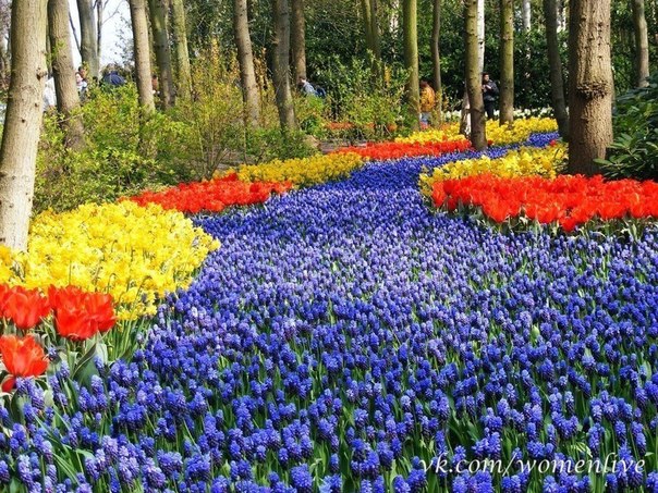 Весенний сад Кейкенхофф, Нидерланды
