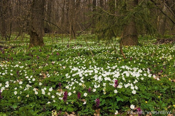 Весенний лес, Россия