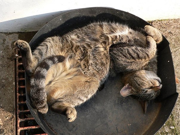 10 необычных кошачьих поз для сна :)