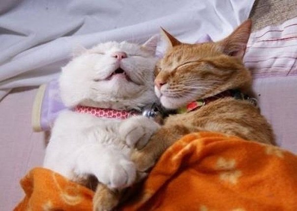 10 необычных кошачьих поз для сна :)