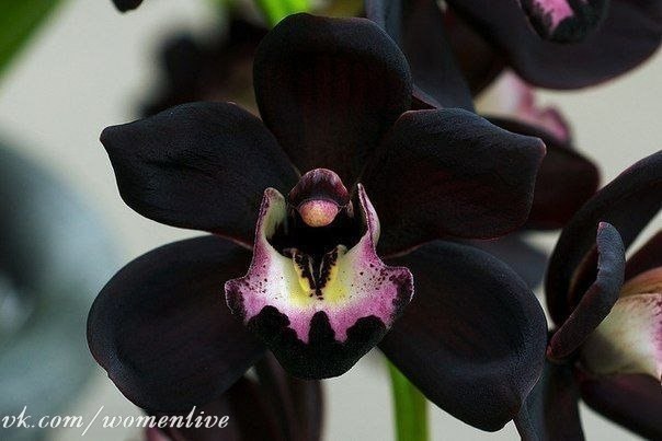 Редкий вид - черная орхидея