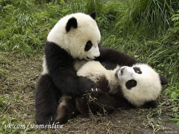 Панды тоже любят обнимашки. :)