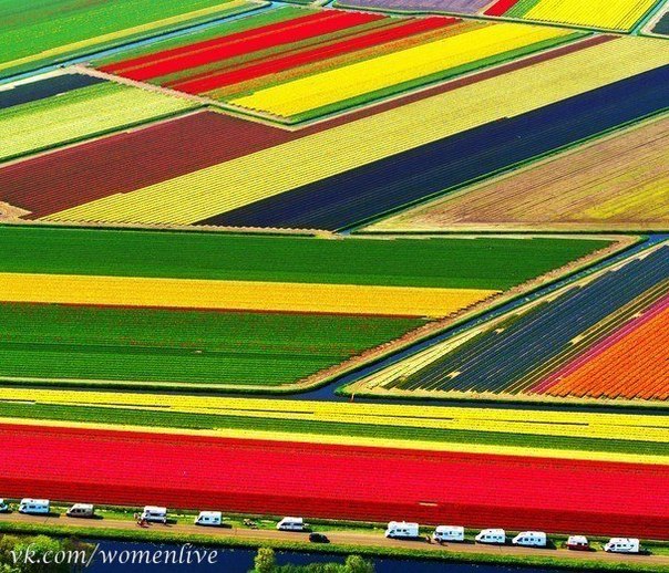 Поля тюльпанов в Южной Голландии.