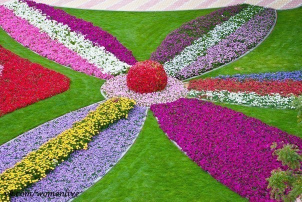 Один из самых больших в мире цветник "Al Ain Paradise", Абу-Даби, ОАЭ.