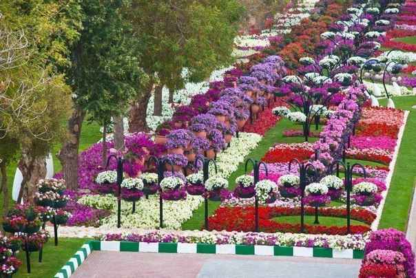 Один из самых больших в мире цветник "Al Ain Paradise", Абу-Даби, ОАЭ.