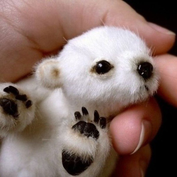 Маленький белый медвежонок.