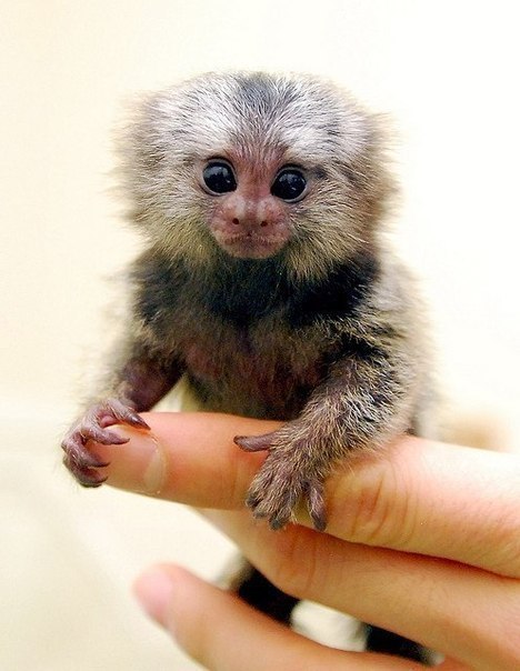 Мармозетки - самые маленькие в мире обезьянки.Хотела бы себе такую?