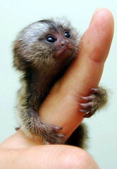 Мармозетки - самые маленькие в мире обезьянки.Хотела бы себе такую?