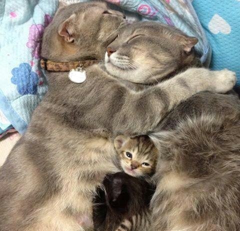 Счастливая семья.