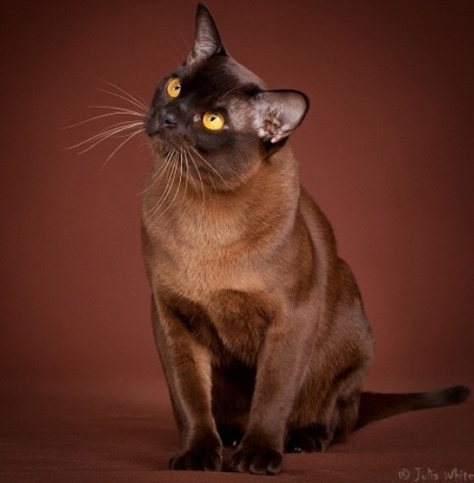 Бурманская кошка .Настоящая красавица.