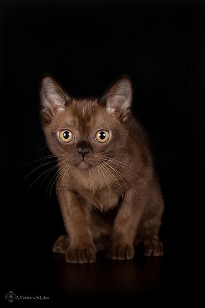 Бурманская кошка .Настоящая красавица.