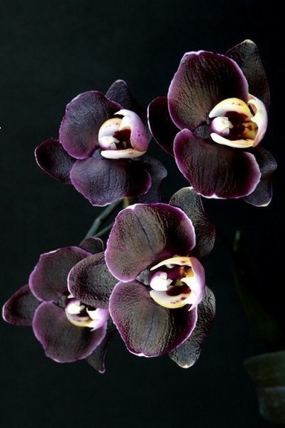 Орхидеи-невероятно шикарные цветы!