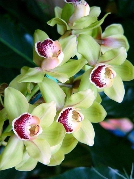 Орхидеи-невероятно шикарные цветы!