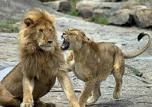 Лев - царь зверей. Пока не проснулась львица...