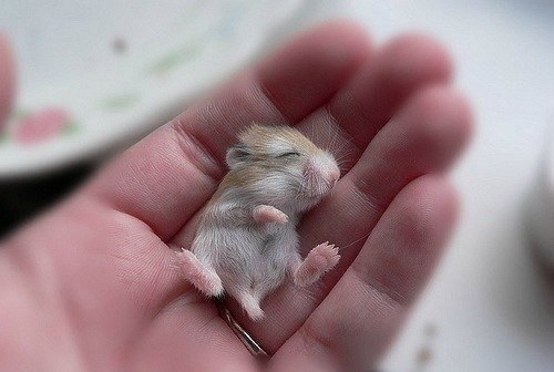 Самые маленькие существа на земле :)