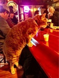 Это кот из Нового Орлеана, зовут его Mr Wu и он ежедневно посещает бар. Когда-то этот кот был домашним, но после того, как Новый Орлеан был разрушен ураганом, он потерял своих хозяев и теперь скитается по городу. Каждый вечер его можно найти в баре, где у него есть свой собственный стул, а бармен регулярно угощает рюмочкой сливок :)