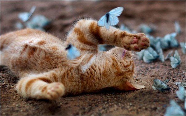Кот и бабочки)