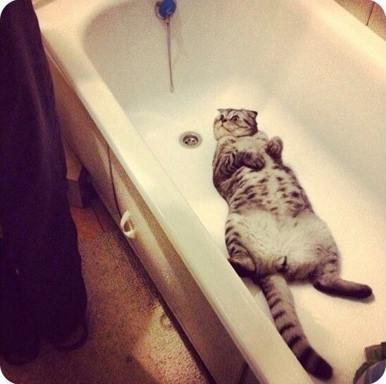 Чем занимается ваш кот,когда вы уходите из дома)