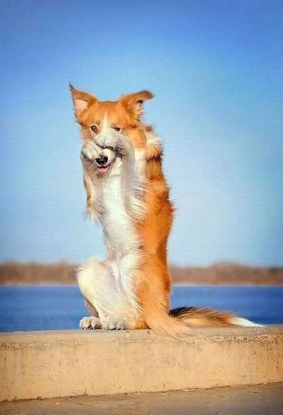 Фото-сессия самой скромной собаки в мире.
