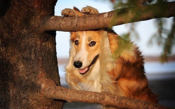 Фото-сессия самой скромной собаки в мире.