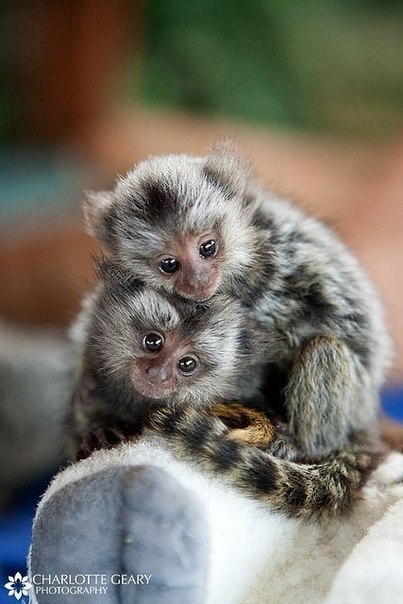 Мармозетки-самые маленькие в мире обезьянки.