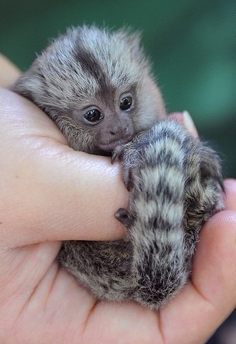 Мармозетки-самые маленькие в мире обезьянки.