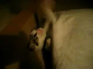 Как уложить котенка спать за 5 секунд;)))