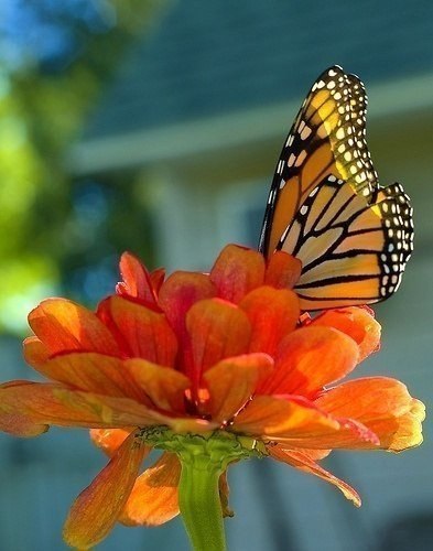 То, что гусеница называет Концом света, Мастер назовет бабочкой.