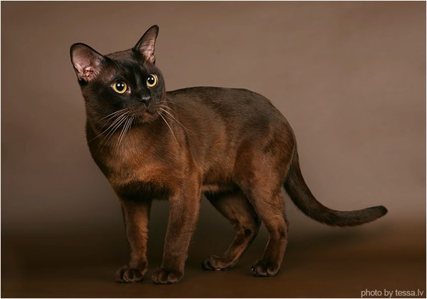 Бурманская кошка.