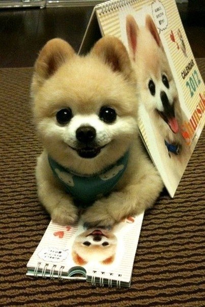 Шунсуке – самый очаровательный пес Японии! :)