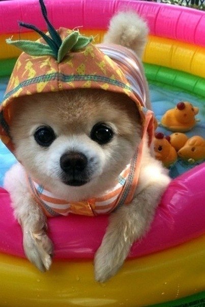 Шунсуке – самый очаровательный пес Японии! :)
